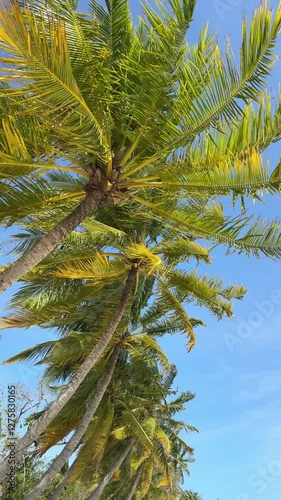 Tropical palms during wind in Maldives beach 