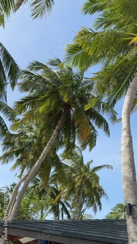 Tropical palms during wind in Maldives beach 