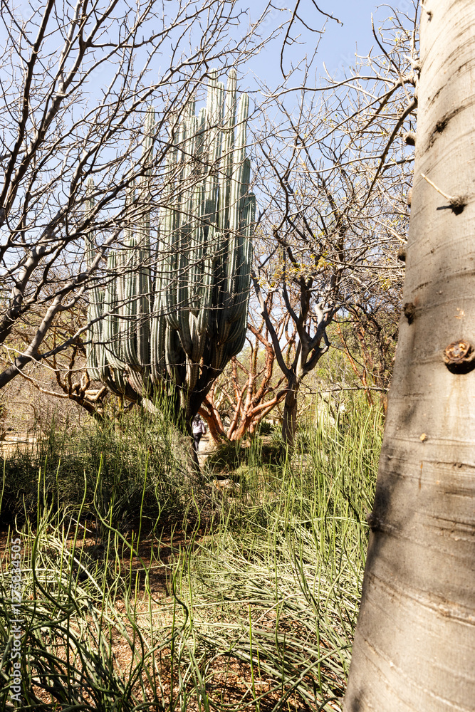 Fototapeta premium Oaxaca - Jardín Etnobotánico