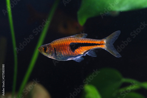 Lambchop rasbora, Rasbora espei in the aquarium photo