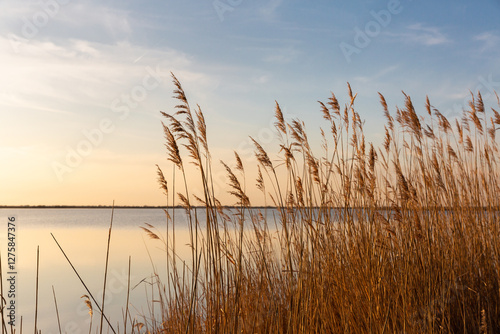 Champ de roseaux sauvages bruns dorés en Camargue au coucher de soleil avec étang en arrière plan