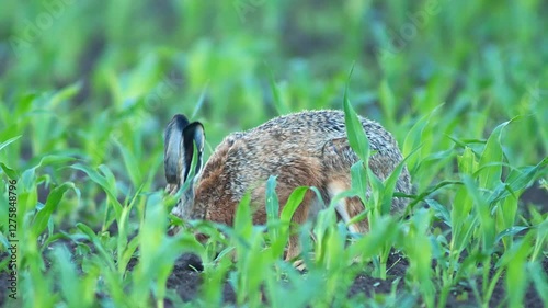 one European hare (Lepus europaeus) runs across a young corn field and looks for food in Hanover, Lower Saxony, Germany, Europe