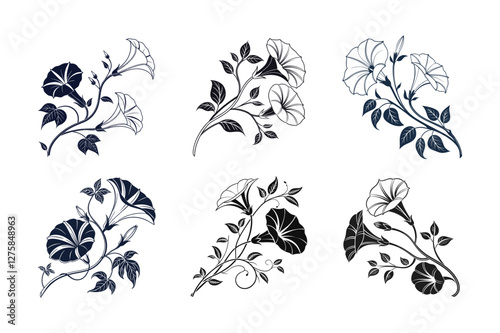 Morning Glory (Ipomoea spp.) silhouette vector illustration