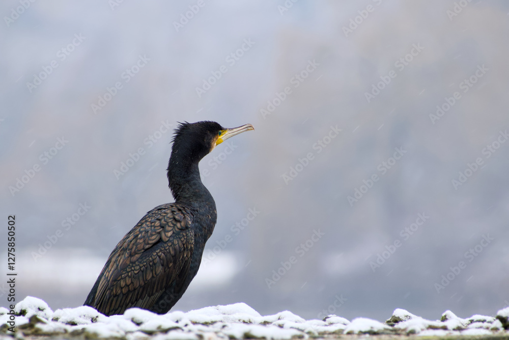 Fototapeta premium great cormorant on a snowy winter day close-up