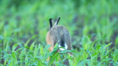 one European hare (Lepus europaeus) runs across a young corn field and looks for food in Hanover, Lower Saxony, Germany, Europe