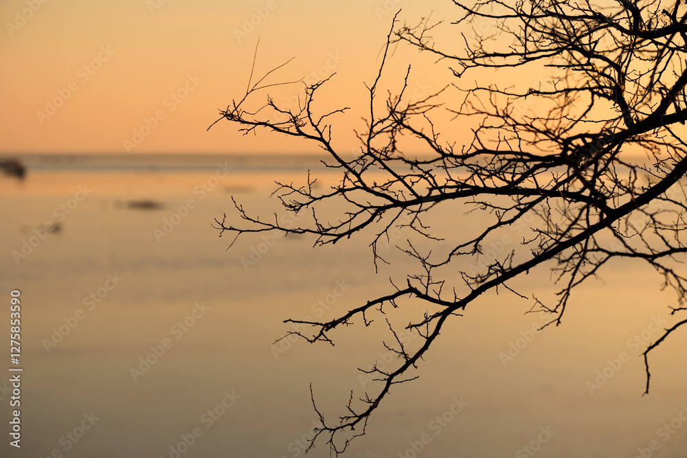 sagome di rami di un albero in primo piano con mare e cielo calmo e di colore arancione sullo sfondo, al tramonto, in inverno