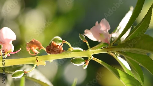 Impatiens balsamina flower and fruits on natural background. photo