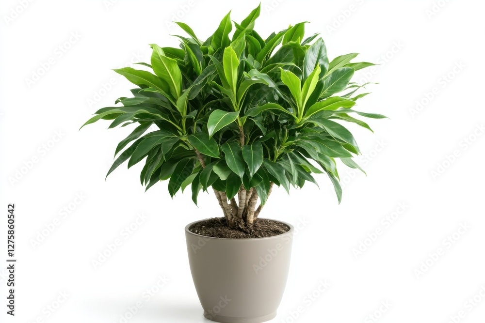 Dracaena plant in a modern pot displayed at home with clear white background Dracaena plant in a modern pot displayed at home with clear white background