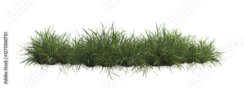 Tableau sur toile 3d render of Chinese Lilyturf, bush,isolated over transparent background, PNG cu