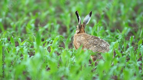 one European hare (Lepus europaeus) runs across a young corn field and looks for food in Hanover, Lower Saxony, Germany, Europe