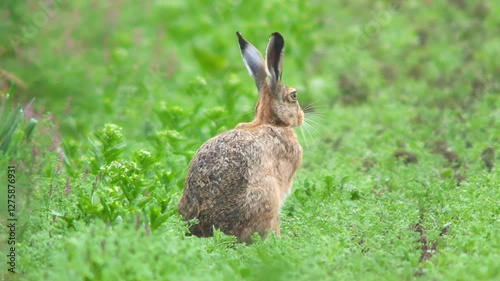 one European hare (Lepus europaeus) runs across a young corn field and looks for food in Hanover, Lower Saxony, Germany, Europe