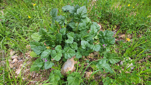 Mediterranean stork's bill (Erodium malacoides) blooming in early spring photo