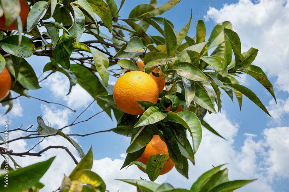 Arance sull'albero