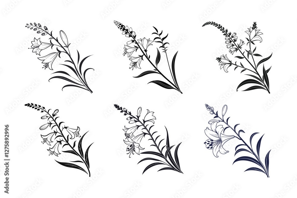 Fototapeta premium Obedient Plant (Physostegia virginiana) silhouette vector illustration