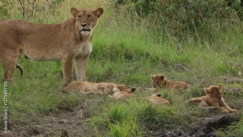 Lioness with very young cubs in the Masai Mara