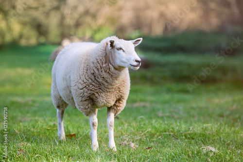 A sheep with a thick, woolly coat stands on a grassy field, looking to the right, with a blurred background of trees and greenery.