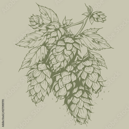 Vector illustration of a hop plant in a detailed, vintage style. Perfect for brewery, beer, or agricultural designs. Botanical illustration, with fine lines.