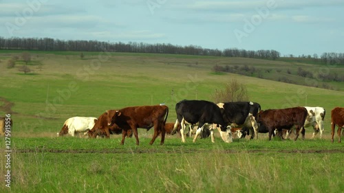 Cows grazing on a beautiful hill on a farm at sunset. Close up of Stud Beef bulls and cows grazing on grass in a field, in Australia. eating hay and silage. breeds include speckle park, murray grey