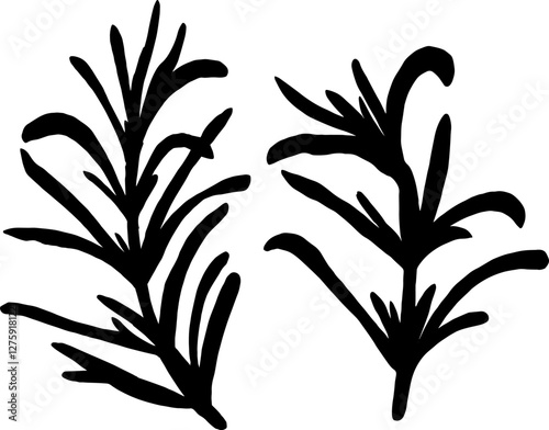 A sprig of rosemary with leaves on the stem. Rosemary Silhouette Set isolated on a white background The best for design logo, menu, label, icon, stamp