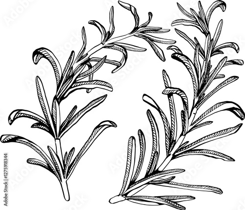 A sprig of rosemary with leaves on the stem. Simple black and white vector EPS 10 illustration drawn by hand, isolated on a white background. The best for design element, logo, menu, label, icon