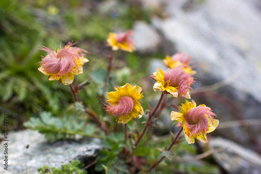 yellow flowers - Wild flowers in Alps, Austria