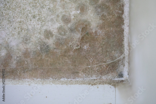 Close-up image of mold and ...