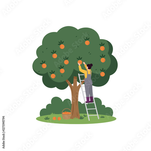 Woman Harvesting Ripe Oranges From Tree Using Ladder with Basket