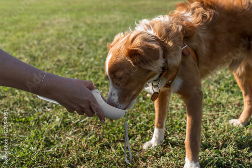 A Nova Scotia Duck Tolling Retriever drinking water from a portable bowl held by a person in a park.