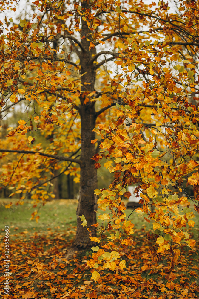 Yellow maple leaves covering ground in autumn setting Yellow maple leaves covering ground in autumn setting