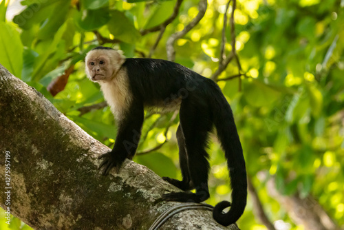 Capuchin monkey