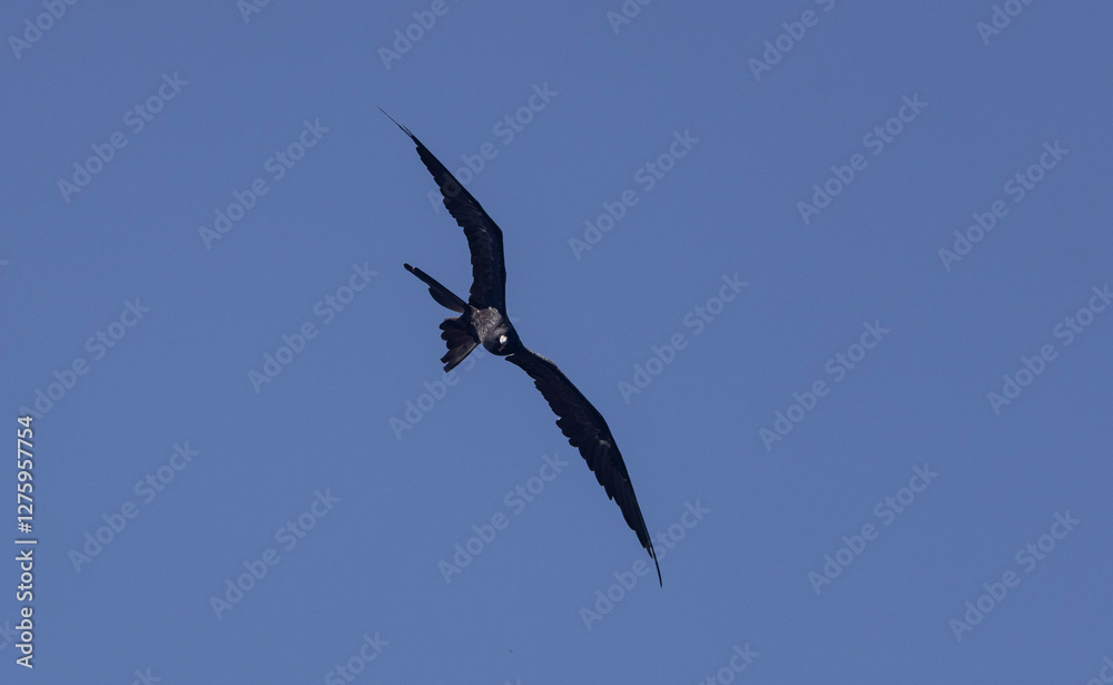 Obraz premium Frigate bird in flight