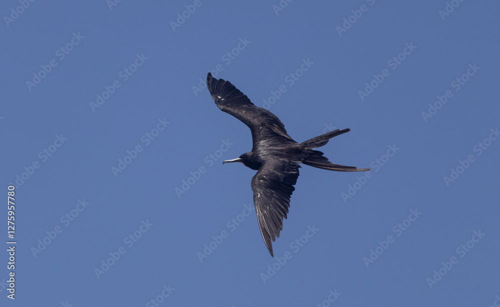 Obraz premium Frigate bird in flight