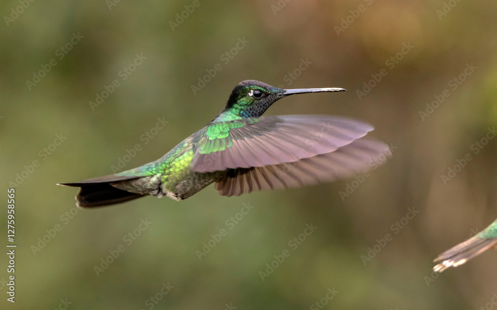 Fototapeta premium hummingbird in flight