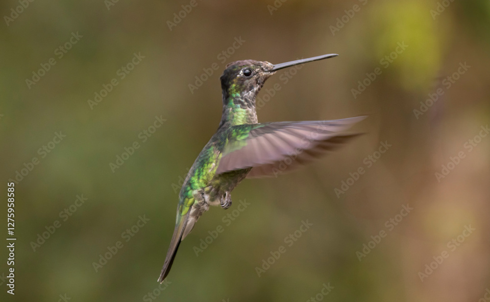 Fototapeta premium hummingbird in flight