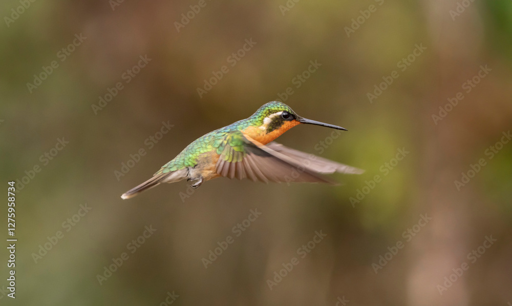 Fototapeta premium hummingbird in flight