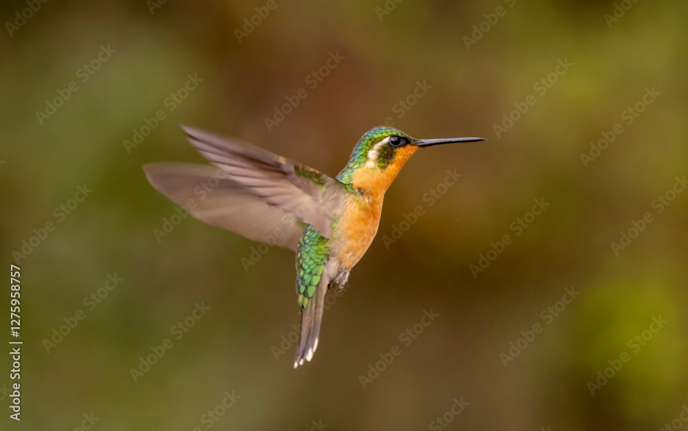 Obraz premium hummingbird on a branch