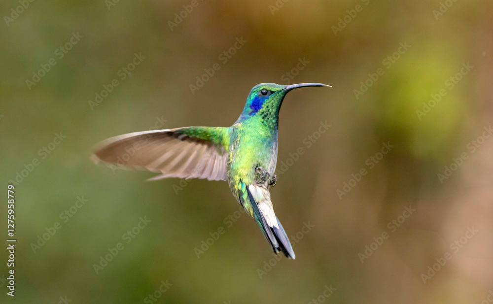 Fototapeta premium hummingbird in flight