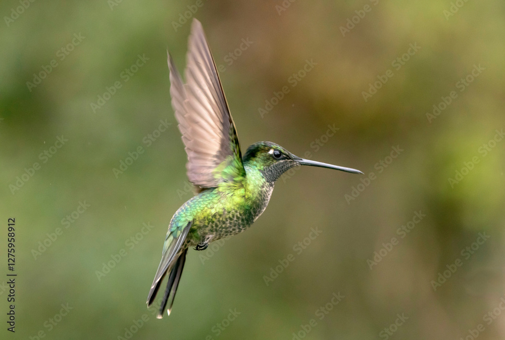 Fototapeta premium hummingbird in flight
