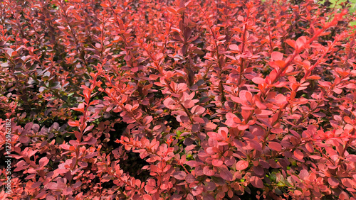 barberry bush with red leaves background, Japanese barberry, berberis thunbergii