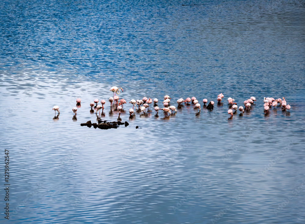 Naklejka premium A lesser flamingo colony (Phoeniconaias minor) in Arusha National Park