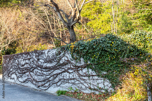 old tree roots and branches on a wall
