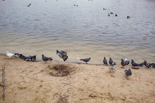pigeons and ducks on the shore of the lake in search of food, spring Ukraine photo