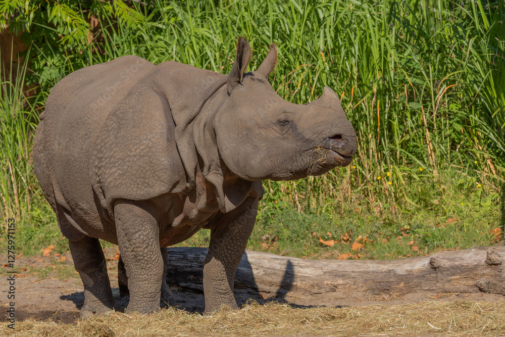 Fototapeta premium portrait of an adult rhinoceros on a sunny day on a natural background
