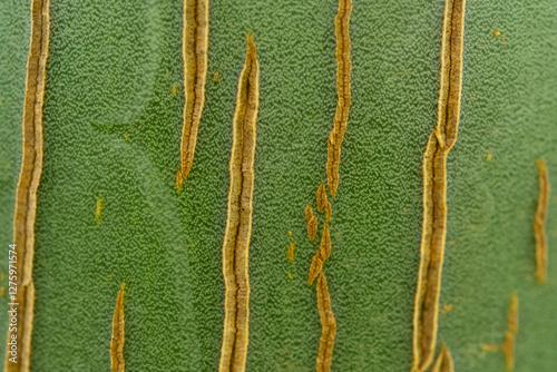 Close-Up of Agave Plant Texture with Natural Patterns