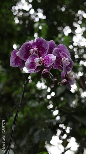 Pink Phalaenopsis or Moth dendrobium Orchid flover. with natural blur background at Orchidirium balikpapan, Indonesia photo