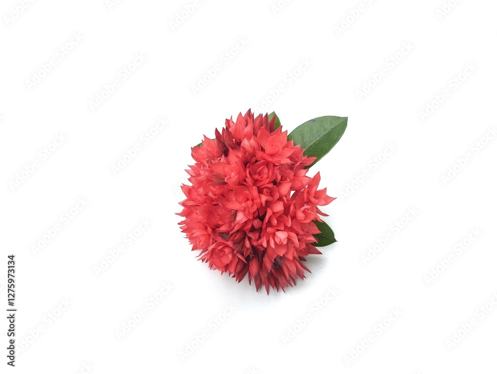 Red asoca flower isolated on white background. Floral decoration, Botanical photography for creative design Red asoca flower isolated on white background. Floral decoration, Botanical photography for creative design