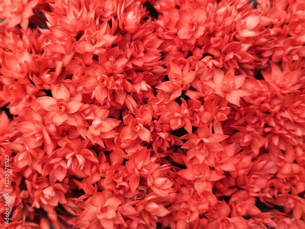 Red asoca flowers background, Natural texture background Red asoca flowers background, Natural texture background
