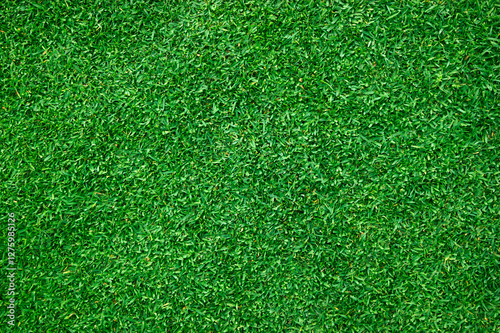 Fototapeta premium green lawn background