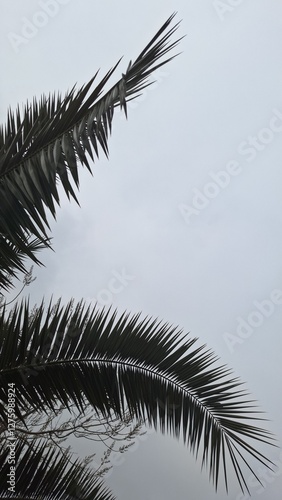 close up of palm leaves