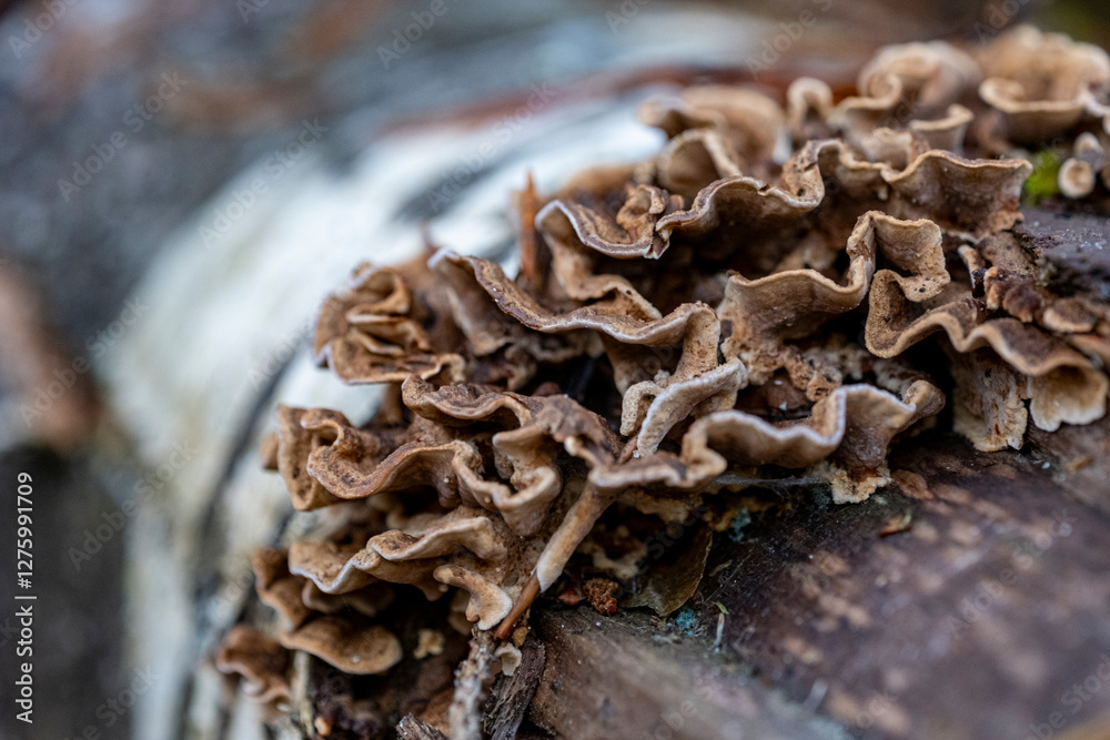 Mushrooms growing on a fallen birch trunk in the forest. Stereum hirsutum Mushrooms growing on a fallen birch trunk in the forest. Stereum hirsutum